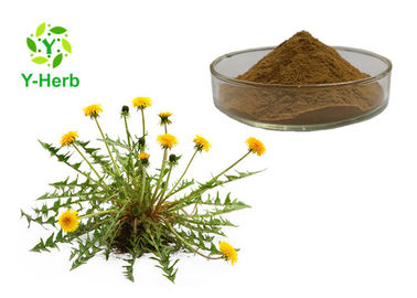 Water Soluble Herbal Extract Powder Taraxacum Extract Yellow Brown Color